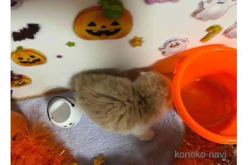 成約済の大阪府のスコティッシュフォールド(折れ耳)-68381の4枚目